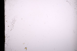 Plane Polarized, E13602