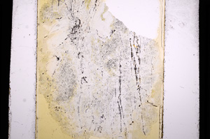 Plane Polarized, E13620