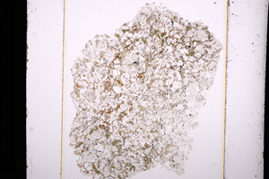 Plane Polarized, E13621