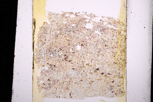 Plane Polarized, E13622