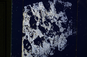 Cross Polarized, E13789