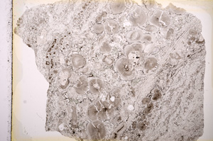 Plane Polarized, E13873