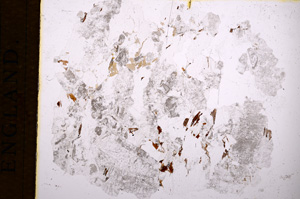 Plane Polarized, E13907