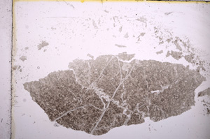 Plane Polarized, E13908