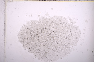 Plane Polarized, E13914