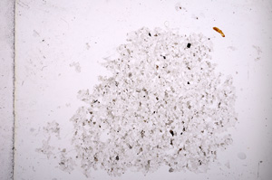 Plane Polarized, E13923