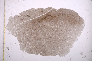 Plane Polarized, E13990