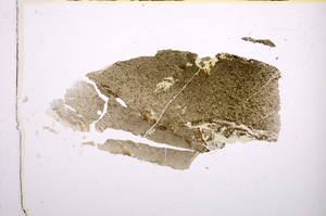 Plane Polarized, E14078
