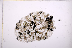 Plane Polarized, E14198