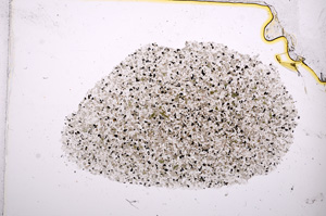 Plane Polarized, E14199