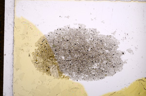 Plane Polarized, E14205