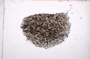 Plane Polarized, E14209