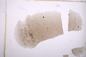 Plane Polarized, E14215