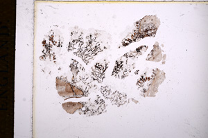 Plane Polarized, E14257