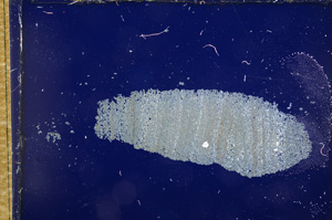 Cross Polarized, E14323