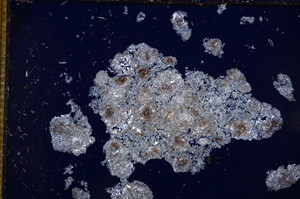 Cross Polarized, E14329