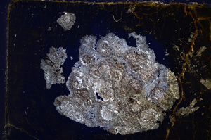 Cross Polarized, E14331