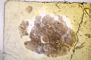 Plane Polarized, E14331