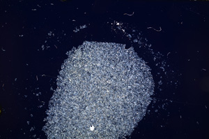 Cross Polarized, E14347