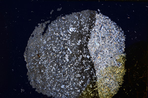 Cross Polarized, E14350