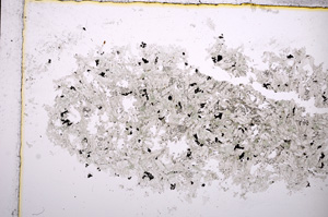 Plane Polarized, E14354