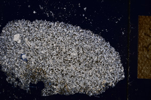 Cross Polarized, E14386