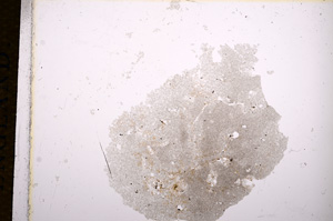 Plane Polarized, E14397