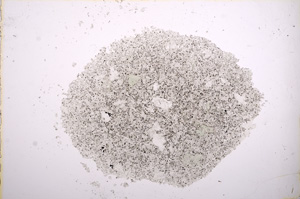 Plane Polarized, E14404