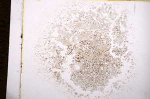 Plane Polarized, E14406