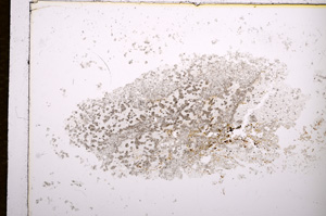 Plane Polarized, E14408