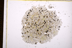 Plane Polarized, E14413