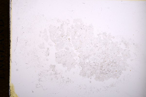 Plane Polarized, E14455