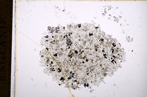 Plane Polarized, E14482