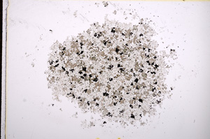 Plane Polarized, E14484