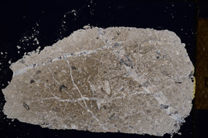 Cross Polarized, E14503