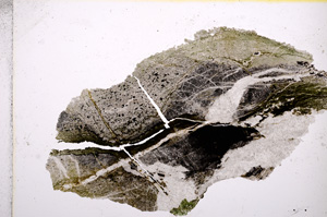 Plane Polarized, E14533
