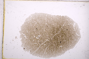 Plane Polarized, E14545