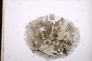 Plane Polarized, E14547