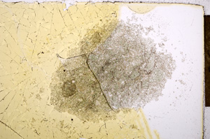 Plane Polarized, E14554