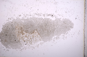 Plane Polarized, E14588