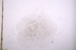 Plane Polarized, E14648