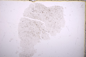 Plane Polarized, E14652