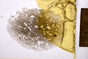 Plane Polarized, E14657