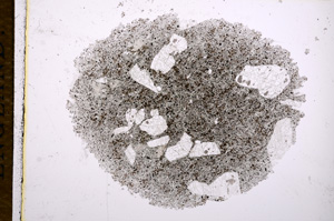 Plane Polarized, E14661