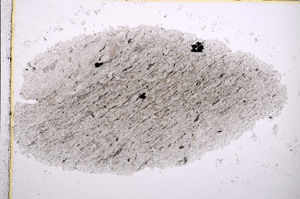 Plane Polarized, E14664