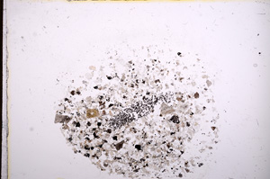 Plane Polarized, E14732