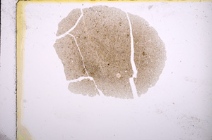 Plane Polarized, E14780