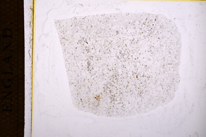 Plane Polarized, E14812