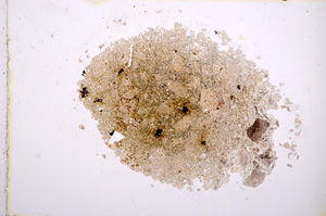 Plane Polarized, E14841