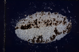 Cross Polarized, E14842